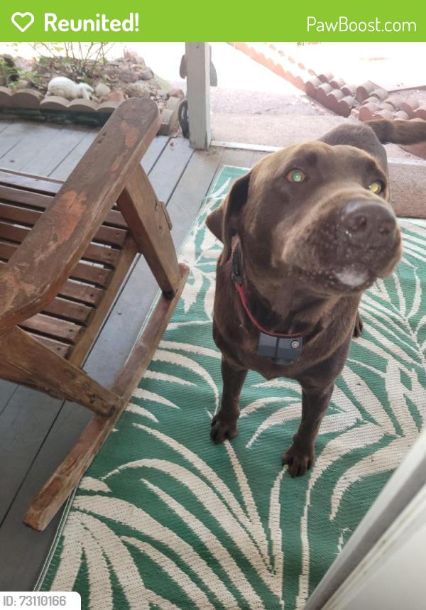 Reunited Male Dog last seen Lake Winnsboro TX, Wood County, TX 75494