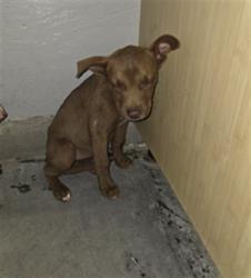 Shelter Stray Female Dog last seen , 600 Aviation Dr, Camarillo, CA 93010, USA