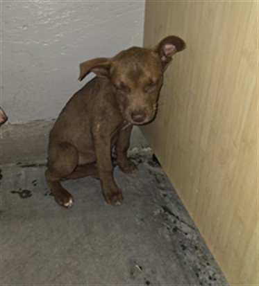 Shelter Stray Female Dog last seen , 600 Aviation Dr, Camarillo, CA 93010, USA