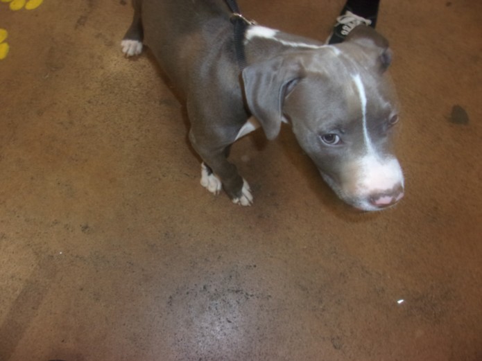 Shelter Stray Male Dog last seen , 14409 Vanowen St, Van Nuys, CA 91405, USA