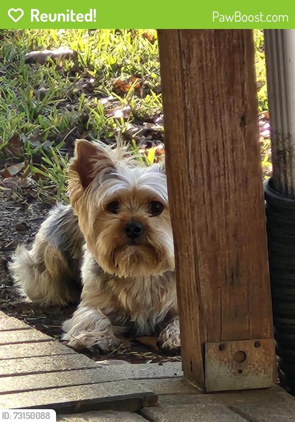 Reunited Male Dog last seen S Collins and Green Oaks Blvd by the Mr.Jim's pizza, Arlington, TX 76018