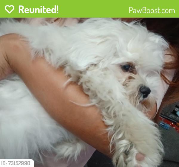 Reunited Male Dog last seen Americana Way, Sacramento, CA 95826