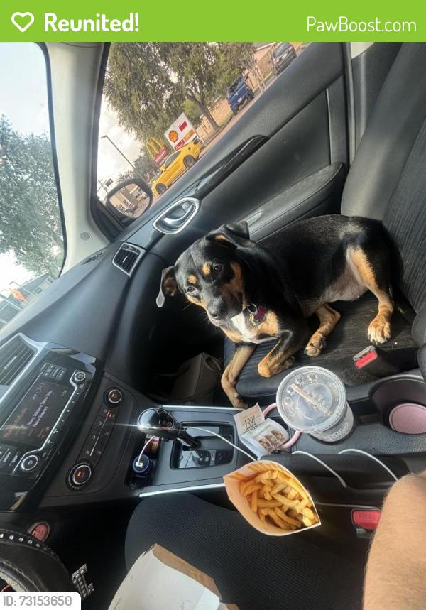Reunited Female Dog last seen Near Telephone Rd, Houston, TX 77075, USA, Houston, TX 77075
