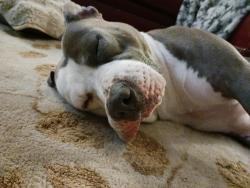 Reunited Male Dog last seen White Ave grandview mo, Grandview, MO 64030