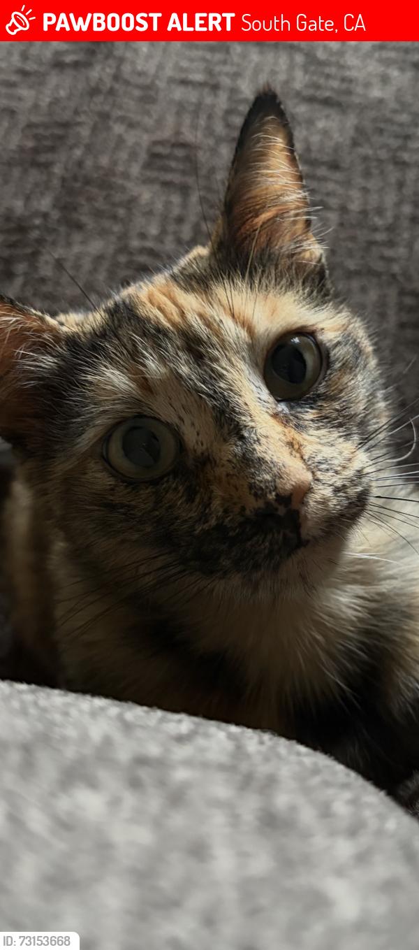 Lost Female Cat last seen Capistrano/Sequoia, South Gate, CA 90280