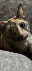 Lost Female Cat last seen Capistrano/Sequoia, South Gate, CA 90280