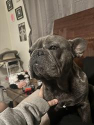Reunited Male Dog last seen Peach and Gettysburg, Clovis, CA 93612