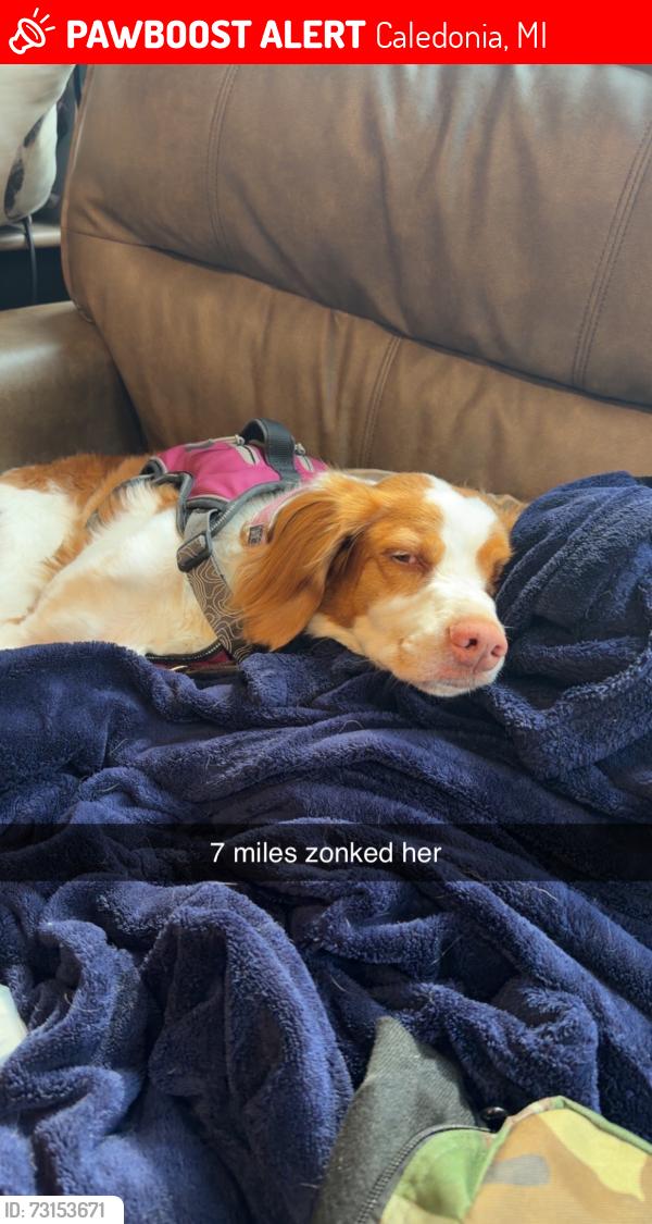 Lost Female Dog last seen M37, Caledonia, MI 49316