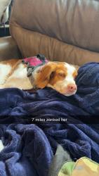 Lost Female Dog last seen M37, Caledonia, MI 49316