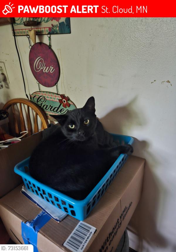 Lost Male Cat last seen 33rd and 3rd N, St. Cloud, MN 56303