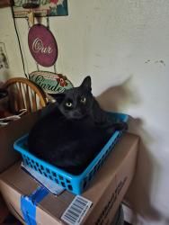 Lost Male Cat last seen 33rd and 3rd N, St. Cloud, MN 56303