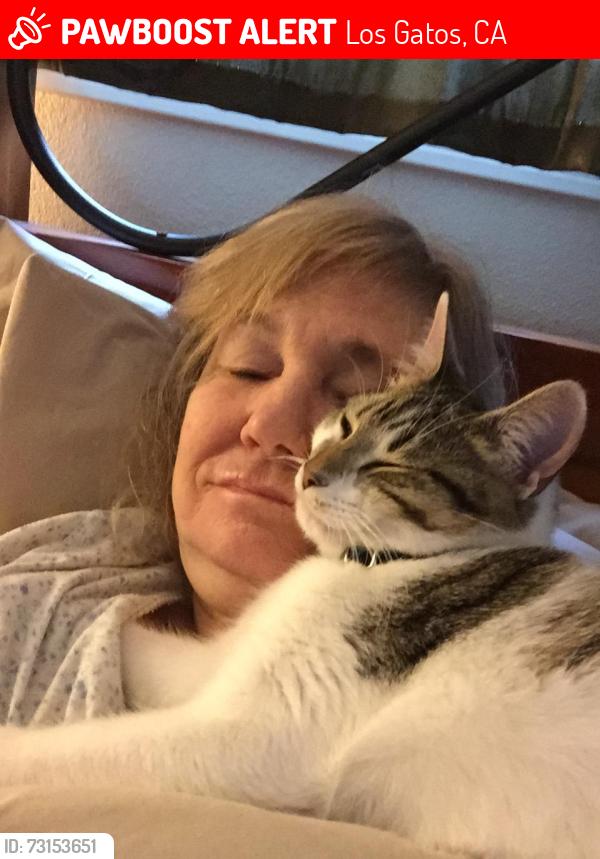 Lost Male Cat last seen Calle Estoria, Los Gatos, Los Gatos, CA 95032