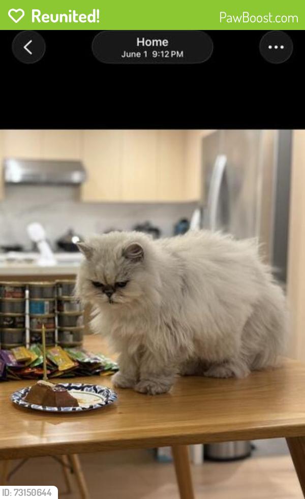 Reunited Female Cat last seen Charger Dr / Berryessa area, San Jose 95131, San Jose, CA 95131