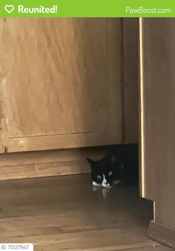 Reunited Male Cat last seen Kanaka-Retreat, Ravensdale, WA 98051
