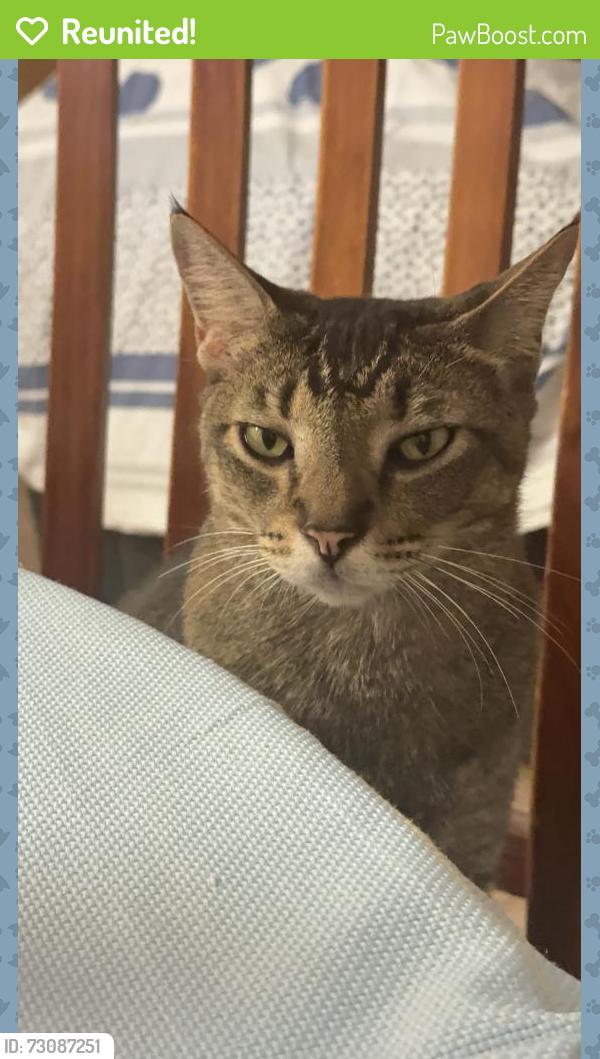 Reunited Male Cat last seen Millner, Millner, NT 0810
