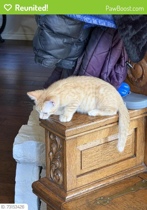 Reunited Male Cat last seen Murl and MacArthur, Irving, TX 75062