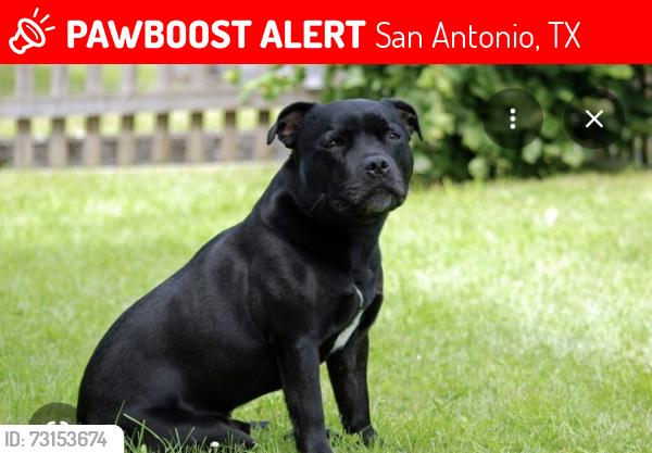 Lost Unknown Dog last seen By jack n the box, truck place with yellow sign, San Antonio, TX 78227