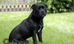 Lost Unknown Dog last seen By jack n the box, truck place with yellow sign, San Antonio, TX 78227