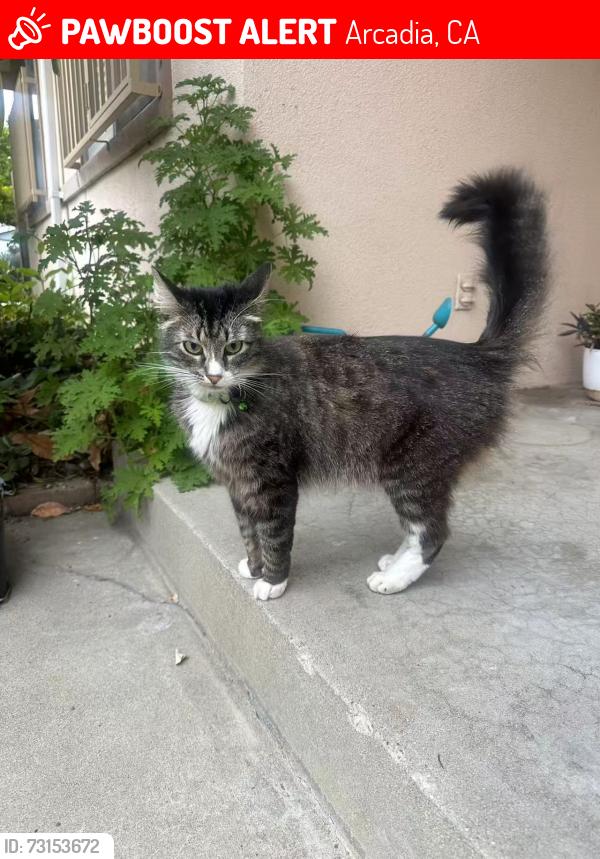 Lost Female Cat last seen Mayflower Village, Arcadia, CA 91006
