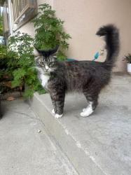 Lost Female Cat last seen Mayflower Village, Arcadia, CA 91006