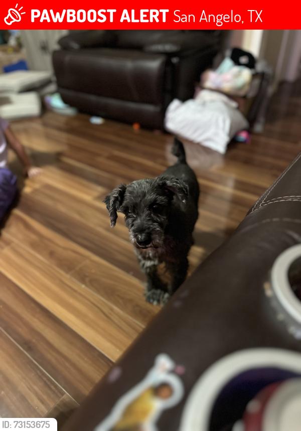 Lost Female Dog last seen Bluebonnet, Old Post, San Angelo, TX 76904