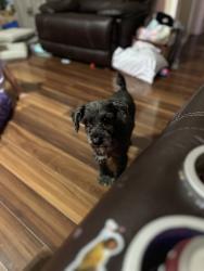 Lost Female Dog last seen Bluebonnet, Old Post, San Angelo, TX 76904