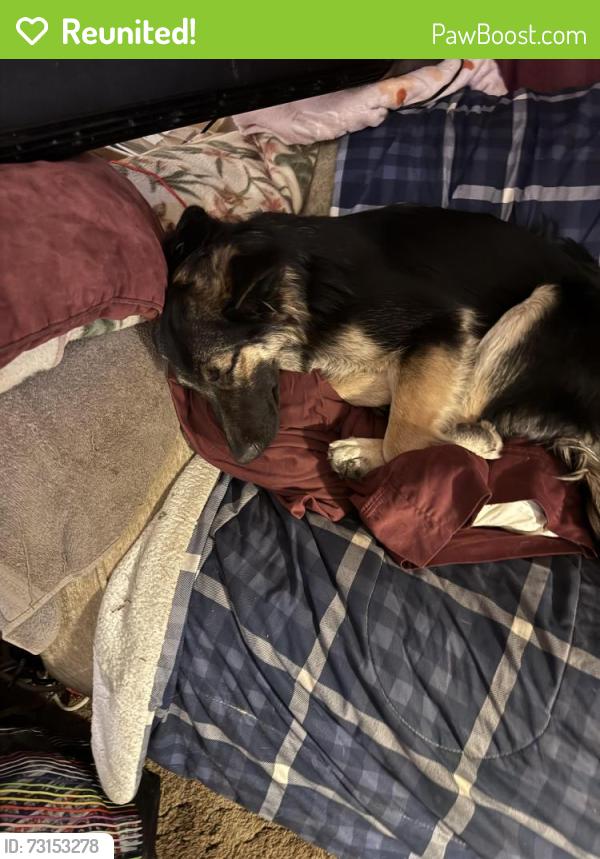 Reunited Female Dog last seen Ave N and 40th west, Palmdale, CA 93551