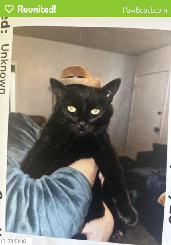 Reunited Male Cat last seen Painter Ave /Tedemory Dr / College Ave, Whittier, CA 90602