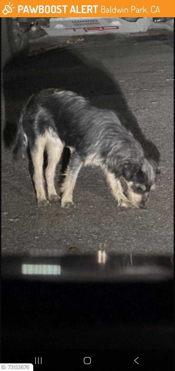 Found/Stray Unknown Dog last seen Vineland Ave. & Rexwood Ave., Baldwin Park, CA 91706