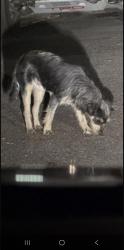 Found/Stray Unknown Dog last seen Vineland Ave. & Rexwood Ave., Baldwin Park, CA 91706