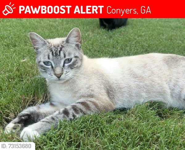 Lost Male Cat last seen Evergreen drive, Conyers, GA 30013