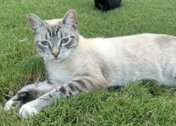 Lost Male Cat last seen Evergreen drive, Conyers, GA 30013