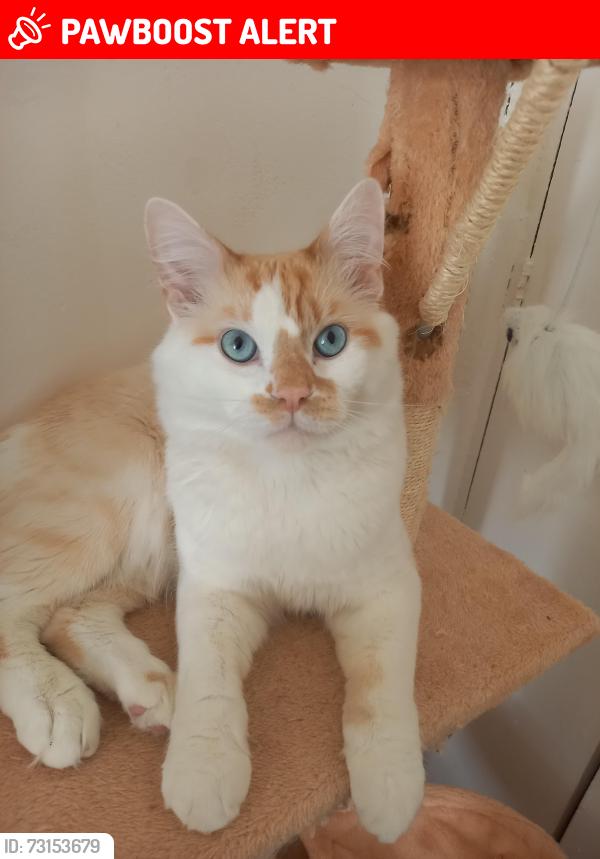 Lost Male Cat last seen Strang hse, Greater London, England N1 8QE