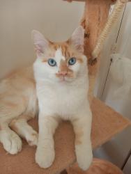 Lost Male Cat last seen Strang hse, Greater London, England N1 8QE