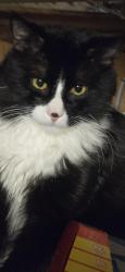 Lost Male Cat last seen Foxridge dr and Hollyridge dr, Colorado Springs, CO 80916