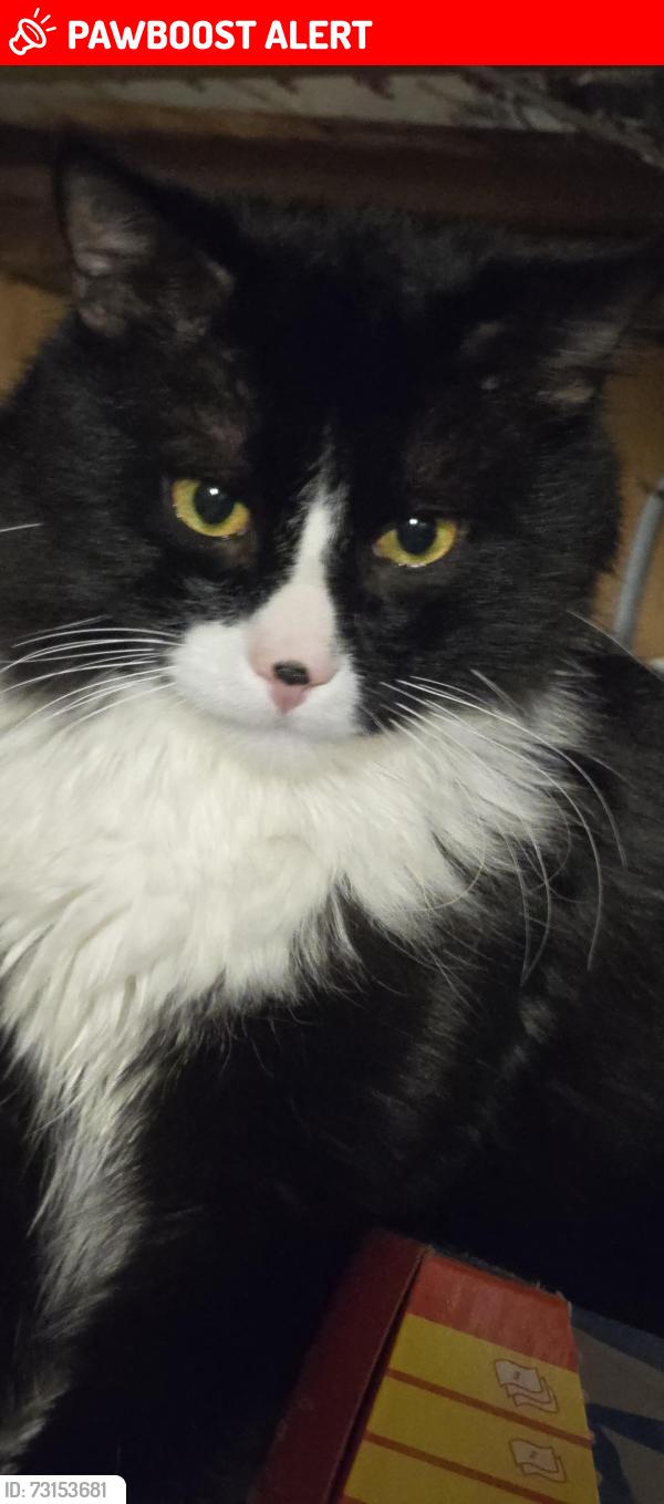 Lost Male Cat last seen Foxridge dr and Hollyridge dr, Colorado Springs, CO 80916