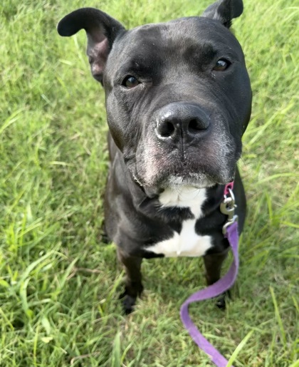 Shelter Stray Male Dog last seen Raytown Rd & Ozark Rd, 64129, MO, 7077 Elmwood Ave, Kansas City, MO 64132, USA