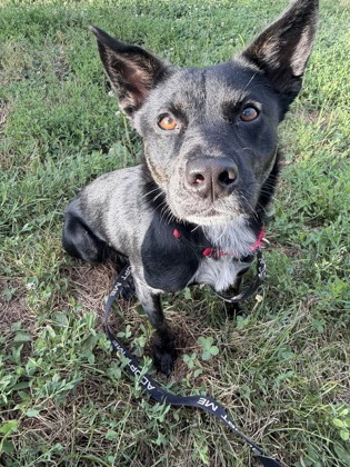 Shelter Stray Female Dog last seen Manchester Trfy & E I 70 Hwy W, 64129, 64129, MO, 7077 Elmwood Ave, Kansas City, MO 64132, USA