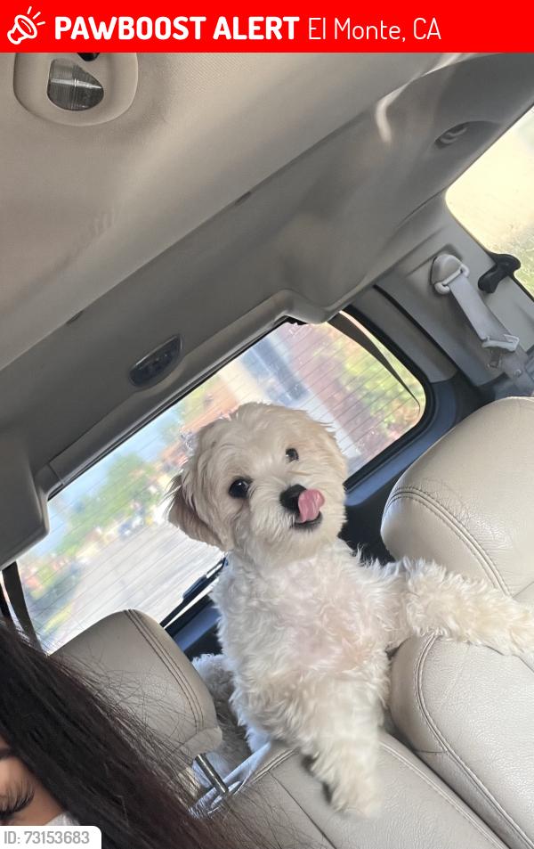 Lost Female Dog last seen Maxson durfee ferris valley, El Monte, CA 91732