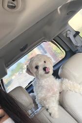 Lost Female Dog last seen Maxson durfee ferris valley, El Monte, CA 91732
