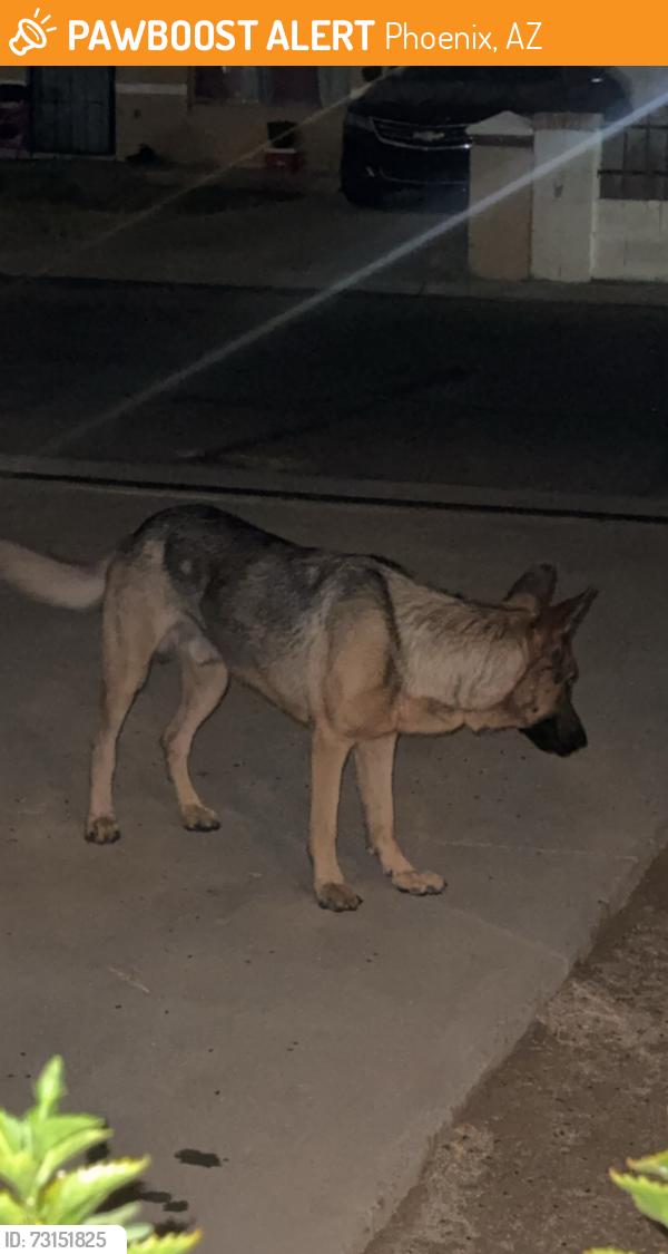 Found/Stray Male Dog last seen 16st and Hidalgo by southern, Phoenix, AZ 85040