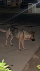Found/Stray Male Dog last seen 16st and Hidalgo by southern, Phoenix, AZ 85040