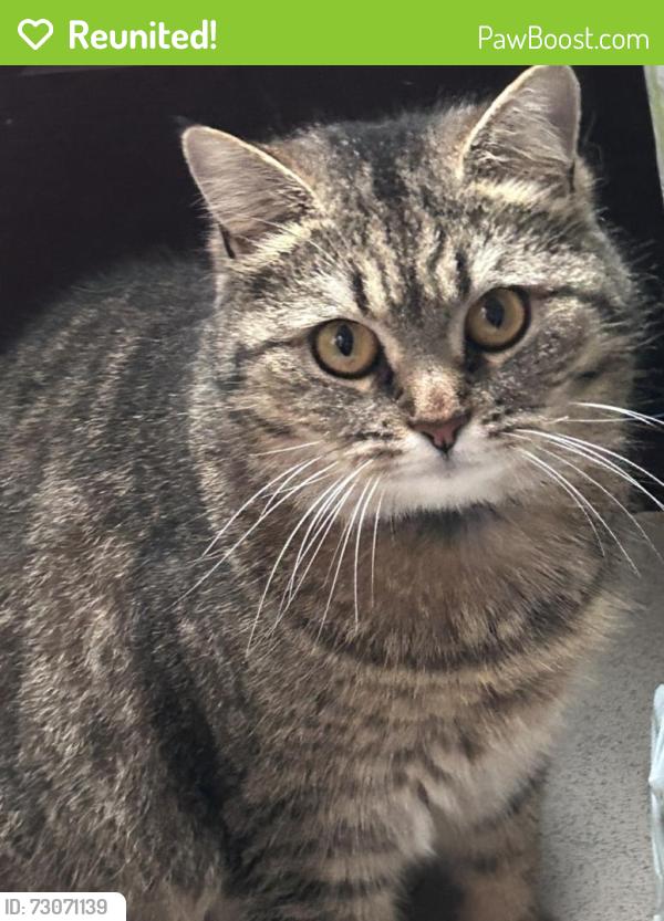 Reunited Female Cat last seen Garvaghy road, ballyoran heights., Portadown, Northern Ireland 