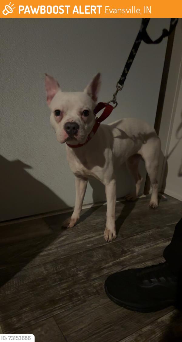 Found/Stray Male Dog last seen Close to 69, Evansville, IN 47715