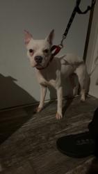 Found/Stray Male Dog last seen Close to 69, Evansville, IN 47715