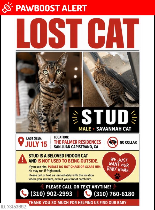 Lost Male Cat last seen The Palmer residences San Juan Capistrano, San Juan Capistrano, CA 92675