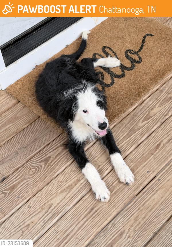 Found/Stray Male Dog last seen battery heights, Chattanooga, TN 37406