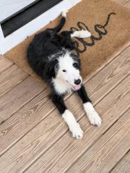 Found/Stray Male Dog last seen battery heights, Chattanooga, TN 37406