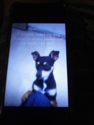 Lost Male Dog last seen Bentley, Ventura, CA 93001