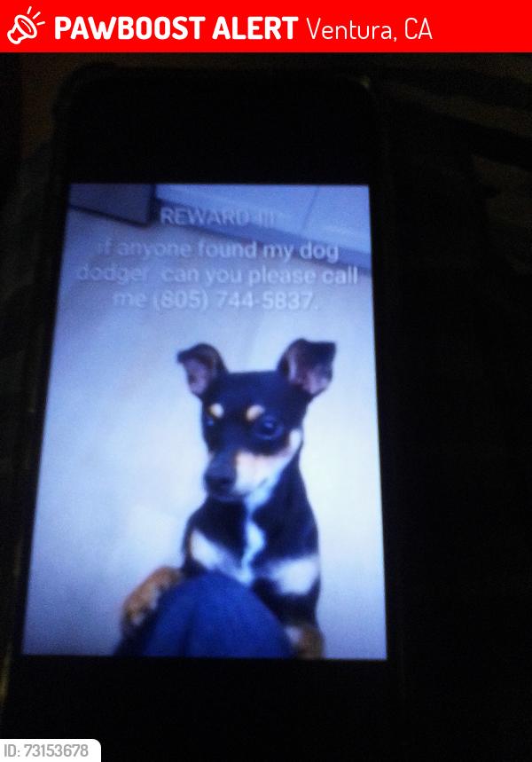 Lost Male Dog last seen Bentley, Ventura, CA 93001